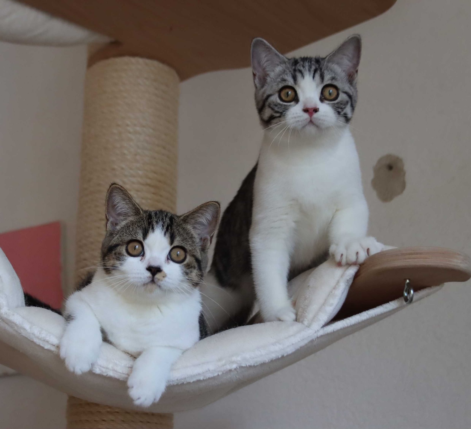 Britisch Kurzhaar Wurf.jpg